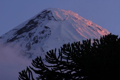 Canopy of an araucaria tree